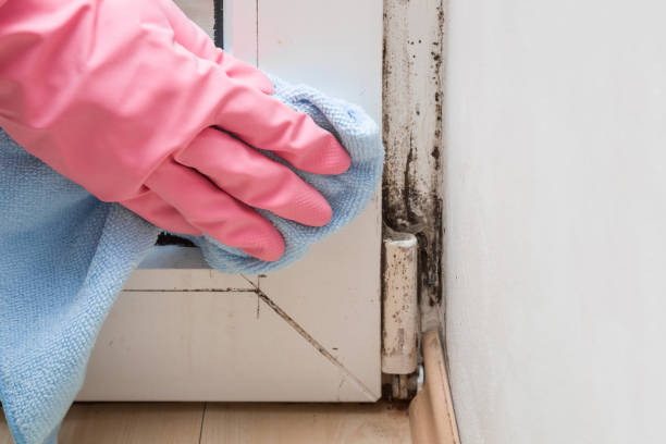 Best Toxic Mold Removal  in Adamstown, MD