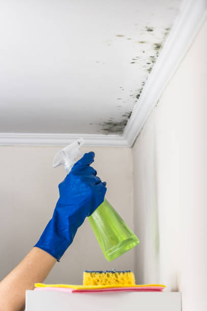 Best Toxic Mold Removal  in Adamstown, MD